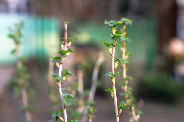 Ramo Ribes Con Giovani Piccole Foglie Verdi — Foto Stock