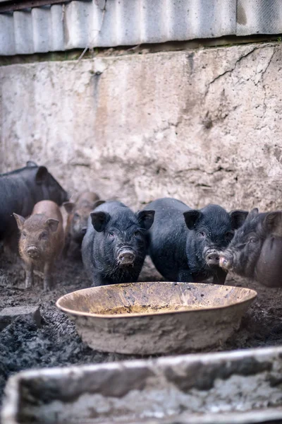 Невеликий Свині Єтнамські Фермі — стокове фото