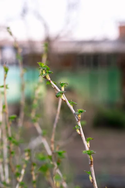 Ramo Ribes Con Giovani Piccole Foglie Verdi — Foto Stock