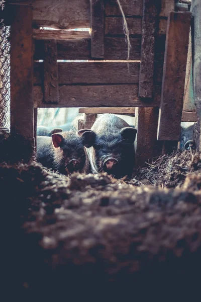 Μικρό Βιετναμέζικα Γουρούνια Στο Αγρόκτημα — Φωτογραφία Αρχείου