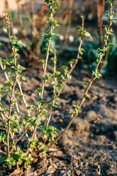 Ramo Ribes Con Giovani Piccole Foglie Verdi — Foto Stock