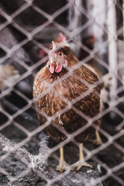 Kippen Boerderij Getonen Stijl Kleurenfoto — Stockfoto