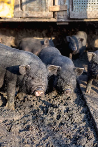 Small Vietnamese pigs on the farm.