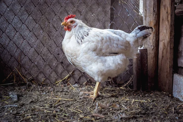 Çiftlikteki tavuklar. Tonlanmış, stil, renk fotoğrafı