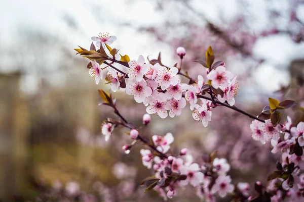 Bela Árvore Florescendo Primavera Com Monte Flores — Fotografia de Stock