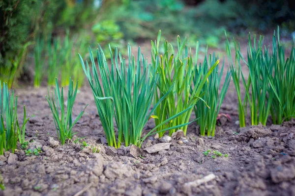 Jeune Oignon Dans Jardin — Photo