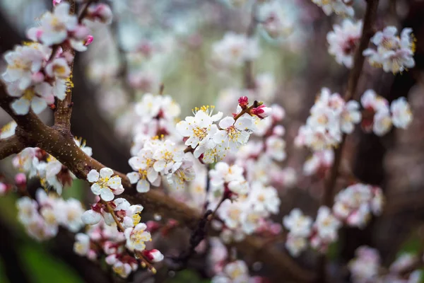 Весеннее Цветущее Дерево Большим Количеством Цветов — стоковое фото