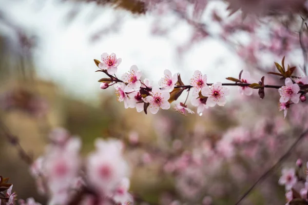 Όμορφη Άνοιξη Ανθίζοντας Δέντρο Πολλά Λουλούδια — Φωτογραφία Αρχείου