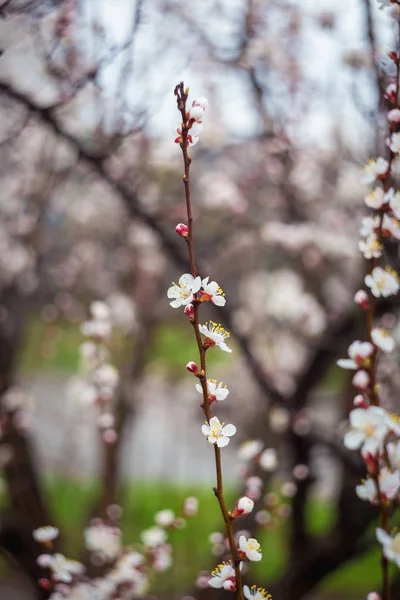 Bellissimo Albero Fiorito Primaverile Con Molti Fiori — Foto Stock