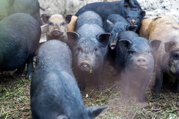 Pequeños Cerdos Vietnamitas Granja — Foto de Stock