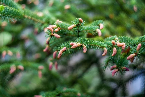 Jonge Kegels Een Vuren Boom Een Regen — Stockfoto