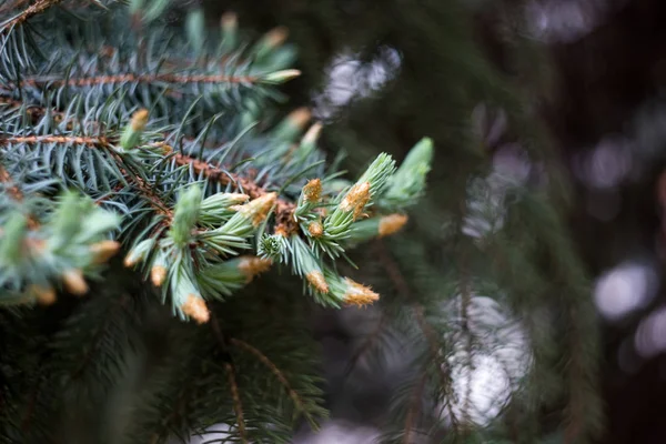 Jonge Kegels Een Vuren Boom Een Regen — Stockfoto