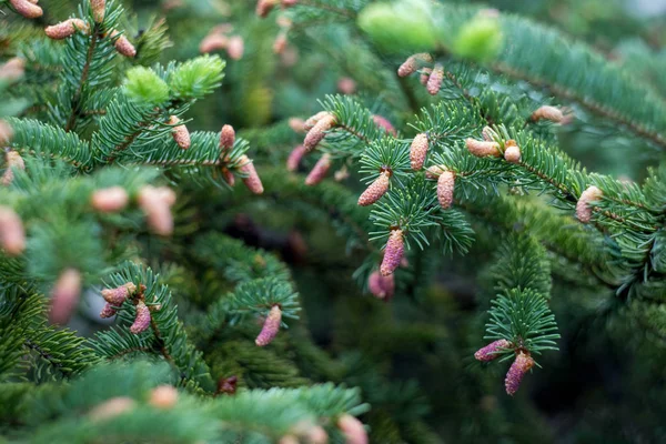Young Cones Spruce Tree Rain — Stock Photo, Image