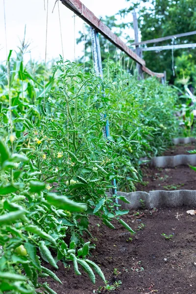 Tomates Verdes Inmaduros Pequeño Jardín Casero — Foto de Stock