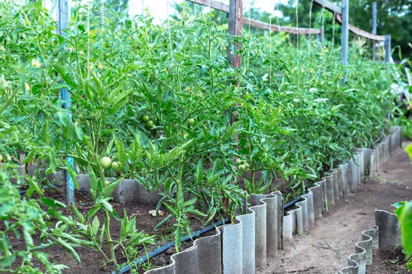 Tomates Verdes Inmaduros Pequeño Jardín Casero — Foto de Stock