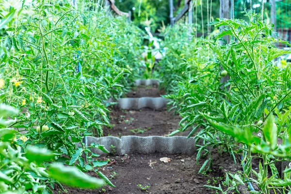 Groene Onrijpe Tomaten Een Kleine Tuin — Stockfoto