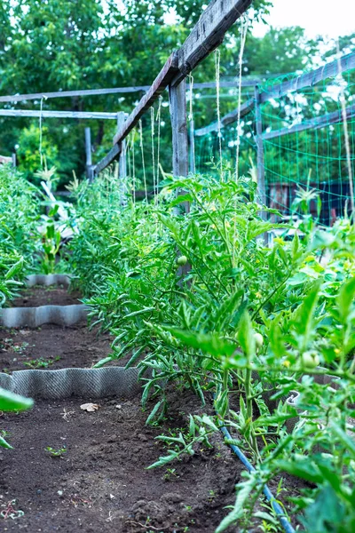 Grüne Unreife Tomaten Kleinen Heimischen Garten — Stockfoto