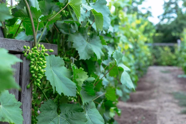 Hermosas Uvas Jóvenes Inmaduras Verano — Foto de Stock