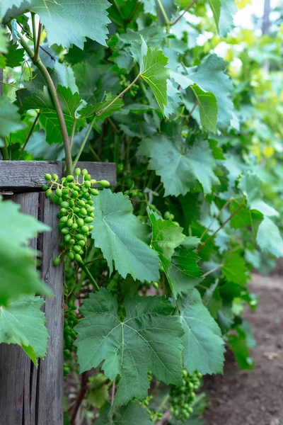 Hermosas Uvas Jóvenes Inmaduras Verano —  Fotos de Stock