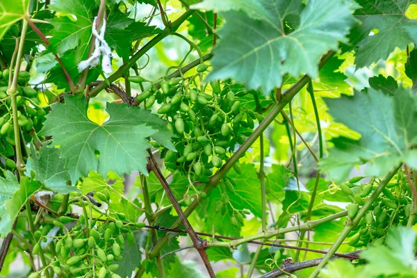 Hermosas Uvas Jóvenes Inmaduras Verano —  Fotos de Stock