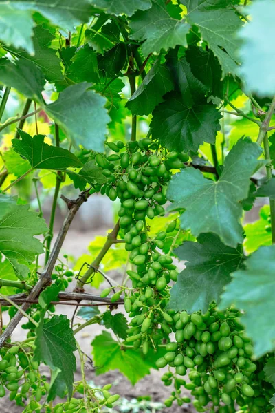 Hermosas Uvas Jóvenes Inmaduras Verano —  Fotos de Stock