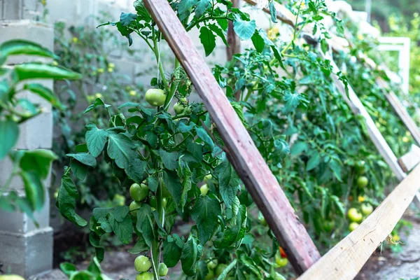 Unripe Tomatoes Homemade Greenhouse — Stock Photo, Image