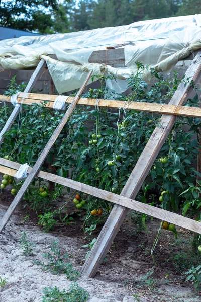 Unreife Tomaten Hausgemachten Gewächshaus — Stockfoto