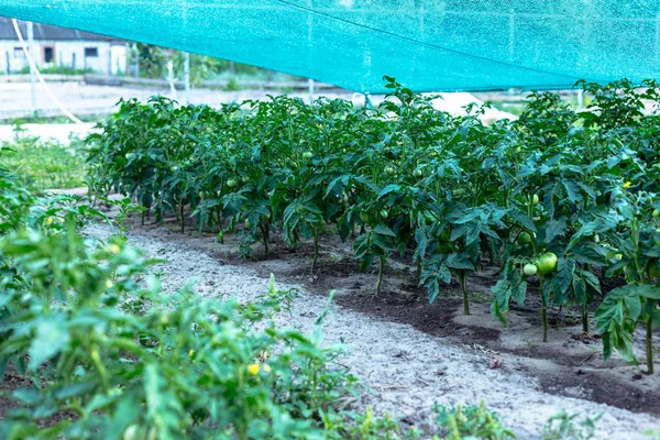 Die Reihen Von Tomatensetzlingen Aus Eigenem Anbau — Stockfoto