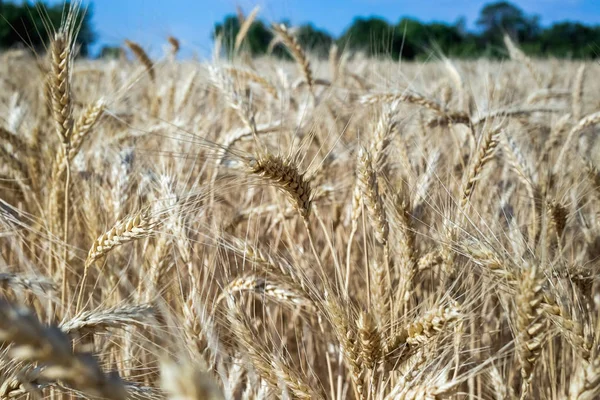 Vete Fältet Växt Natur Råg Lantliga Sommarlandskap Fält — Stockfoto