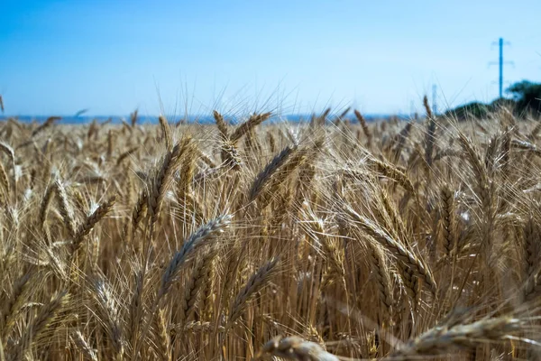 Vete Fältet Växt Natur Råg Lantliga Sommarlandskap Fält — Stockfoto