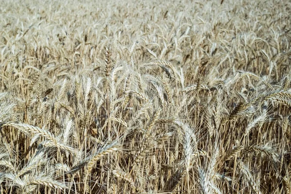 Vete Fältet Växt Natur Råg Lantliga Sommarlandskap Fält — Stockfoto