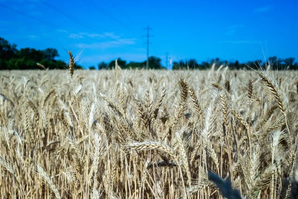 Weizen Auf Dem Feld Pflanze Natur Roggen Ländliche Sommerfeldlandschaft — Stockfoto