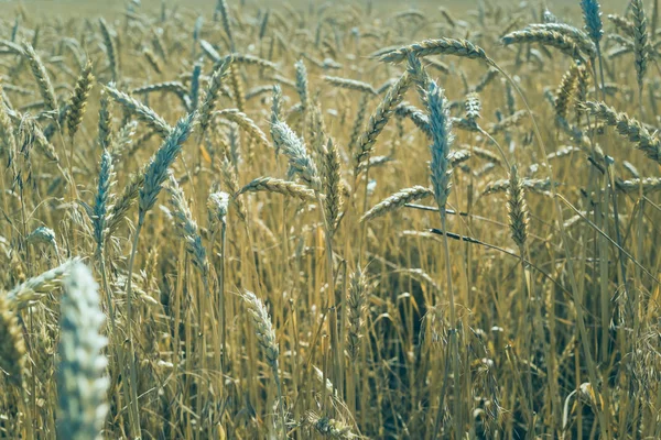 Vete Fältet Växt Natur Råg Lantliga Sommarlandskap Fält — Stockfoto