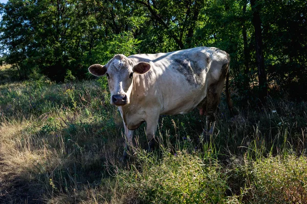 Vaca Branca Floresta — Fotografia de Stock