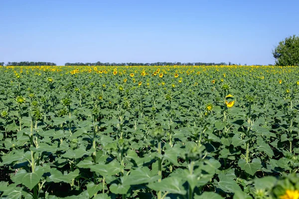Beautiful Sunflower Field Afternoon — Stock Photo, Image