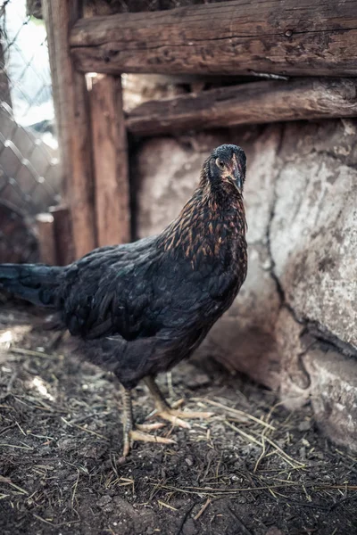 Κοτόπουλα Στη Φάρμα Τόνοι Στυλ Έγχρωμη Φωτογραφία — Φωτογραφία Αρχείου