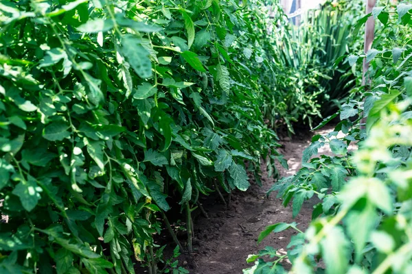 Las Filas Plántulas Tomate Producción Casera — Foto de Stock