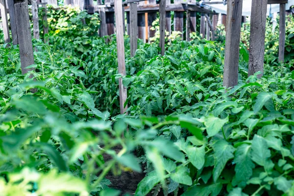 Produkować Wierszy Sadzonki Pomidorów Uprawianych Domu — Zdjęcie stockowe