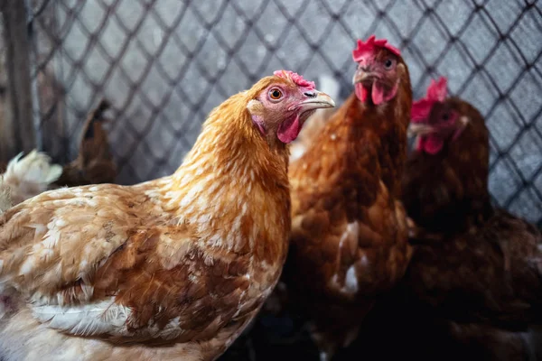 Çiftlikteki tavuklar. Tonlanmış, stil, renk fotoğrafı
