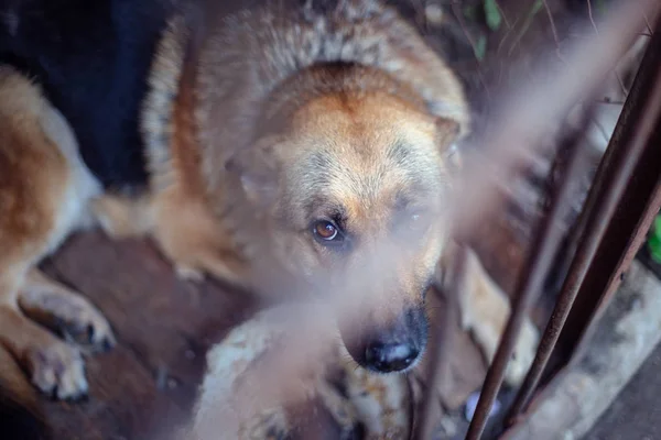 Ein Großer Trauriger Schäferhund Einer Alten Voliere Tönendes Stilvolles Foto — Stockfoto