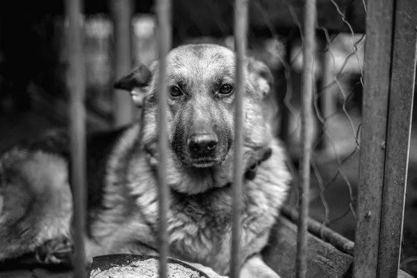 Een Grote Droevige Herder Een Oude Volière Monochrome Foto — Stockfoto