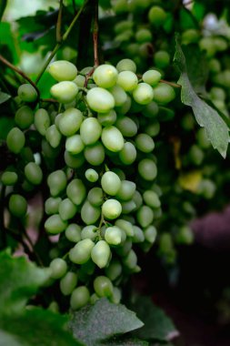 Güzel genç koruk, yaz