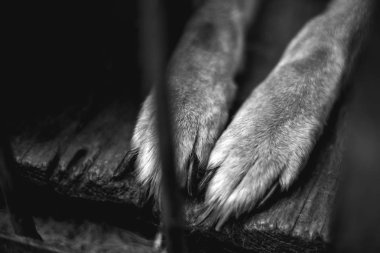 Yaşlı bir kuşhanede büyük üzgün bir çoban. Tek renkli fotoğraf.