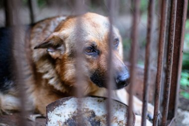 Yaşlı bir kuşhanede büyük üzgün bir çoban. Tonlanmış, tarz fotoğrafı.