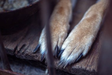 Yaşlı bir kuşhanede büyük üzgün bir çoban. Tonlanmış, tarz fotoğrafı.