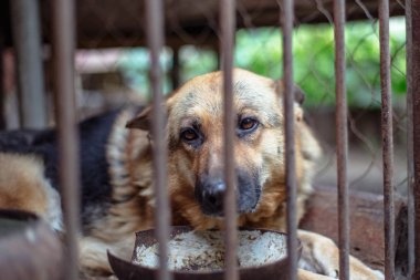 Yaşlı bir kuşhanede büyük üzgün bir çoban. Tonlanmış, tarz fotoğrafı.