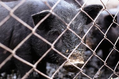 Vietnamca domuz çiftliği