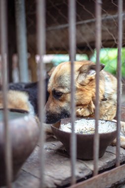 Yaşlı bir kuşhanede büyük üzgün bir çoban. Tonlanmış, tarz fotoğrafı.