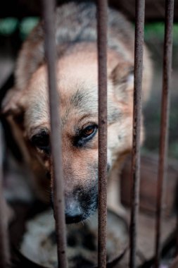 Yaşlı bir kuşhanede büyük üzgün bir çoban. Tonlanmış, tarz fotoğrafı.