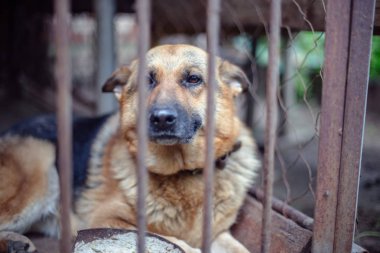 Yaşlı bir kuşhanede büyük üzgün bir çoban. Tonlanmış, tarz fotoğrafı.